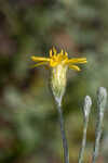 Narrowleaf silkgrass